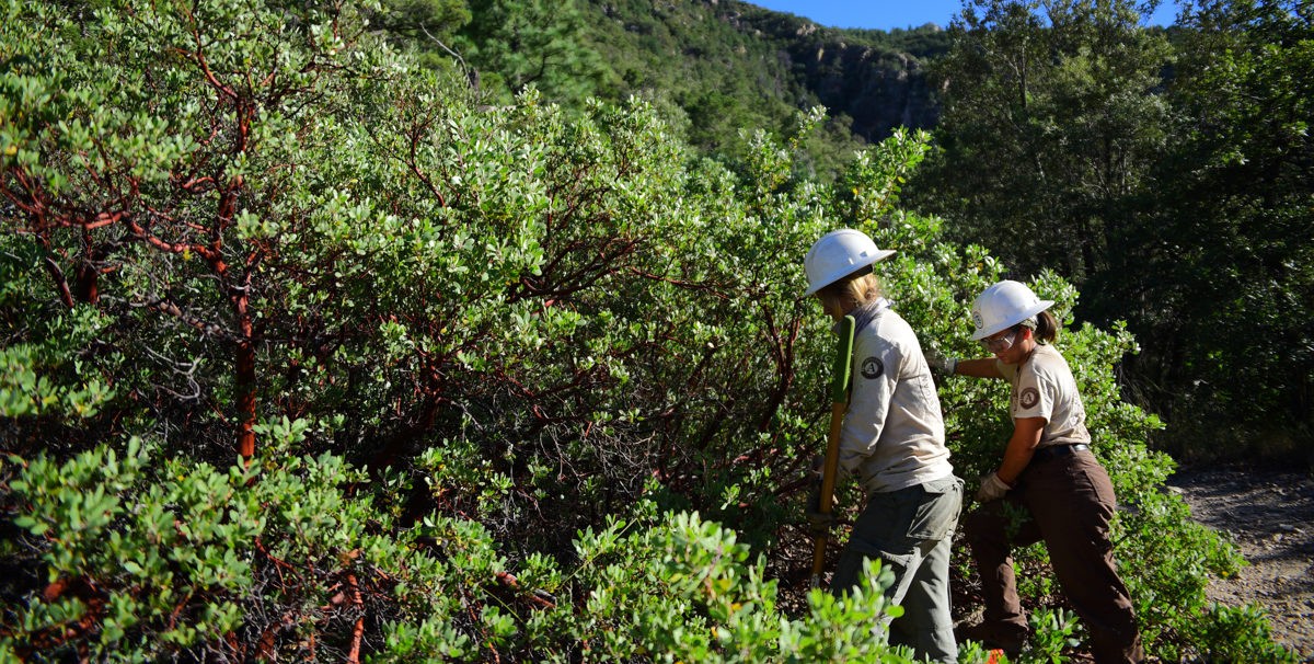 Coronado National Forest - Hamburg Trail - American Conservation Experience