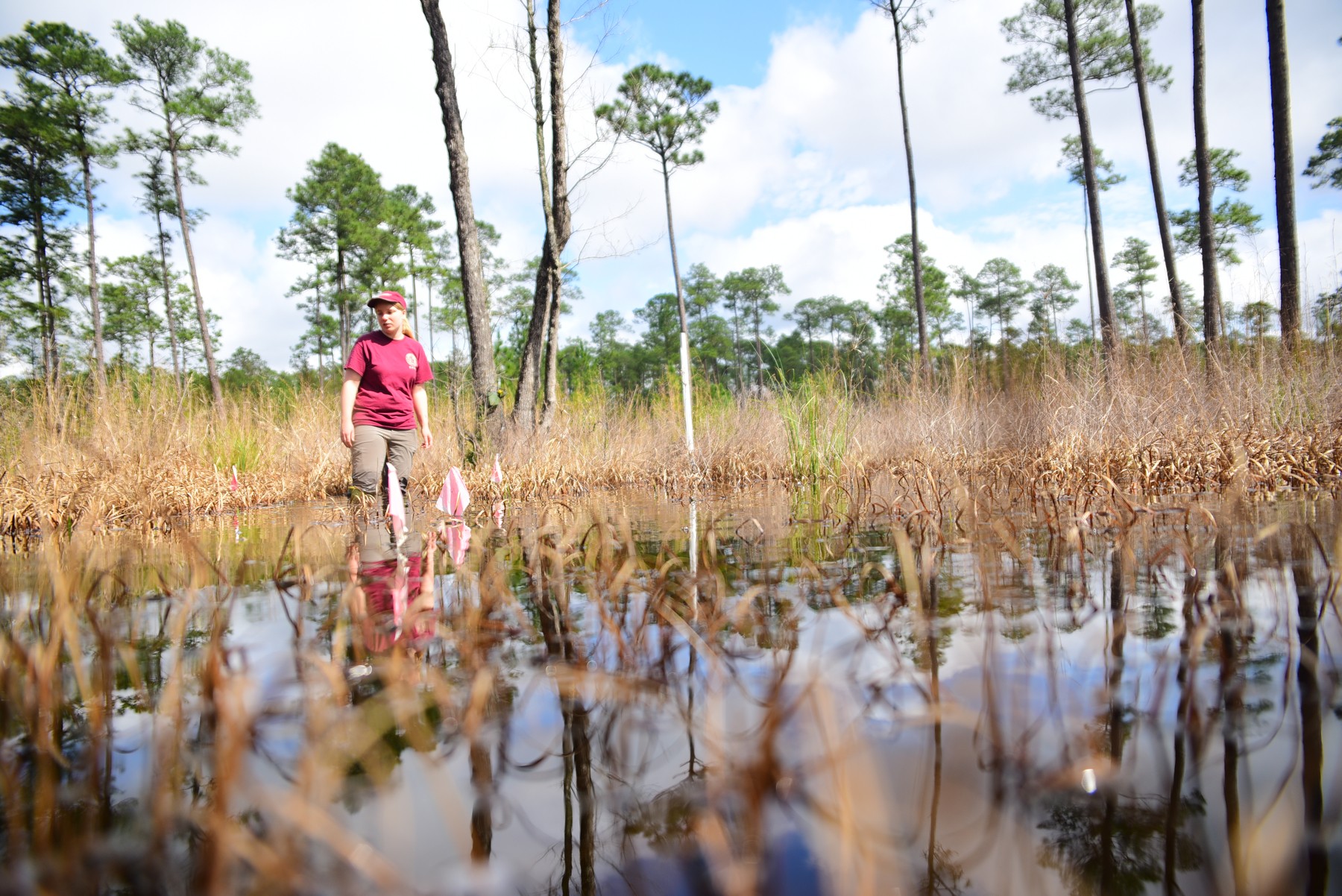 Mississippi Sandhill Crane National Wildlife Refuge | EPIC Experience ...