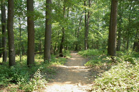 Wooded Trail in Patapsco State Park