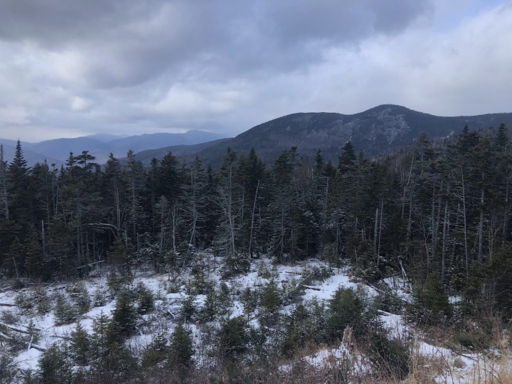 Snow Covered Pine Tree Landscape